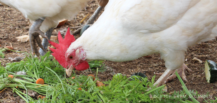 Ridgetop Farm and Garden | Chicken Breed | White Leghorn