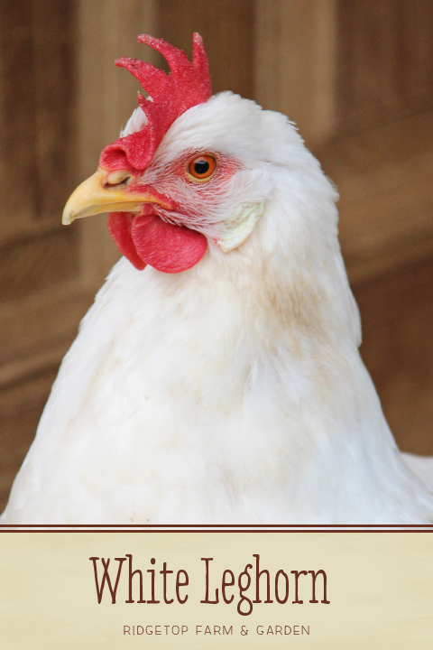 Ridgetop Farm and Garden | Chicken Breed | White Leghorn