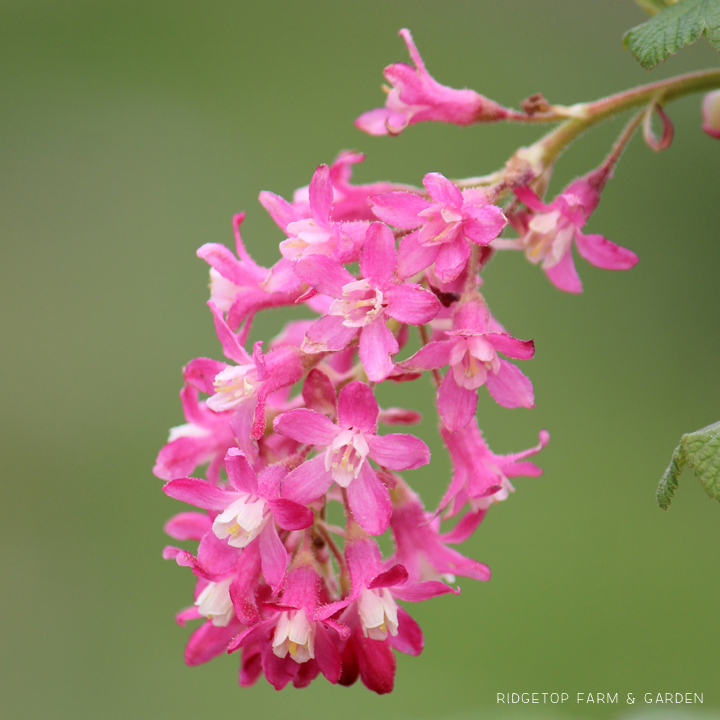 Ridgetop Farm and Garden | Bloom Day