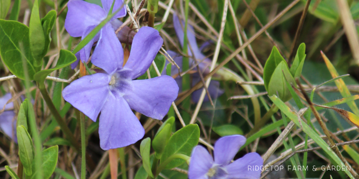 Ridgetop Farm and Garden | Bloom Day