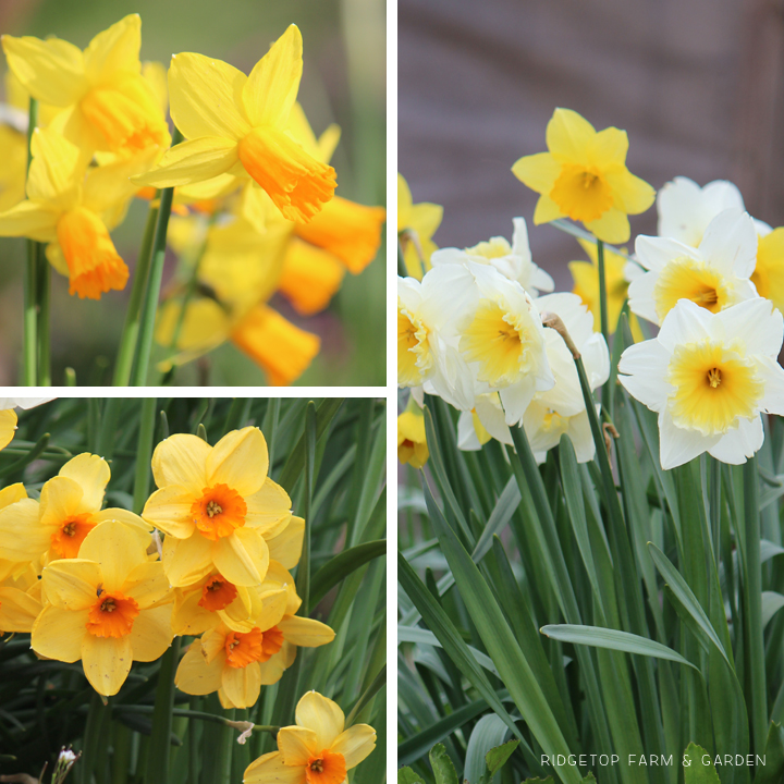 Ridgetop Farm and Garden | Bloom Day