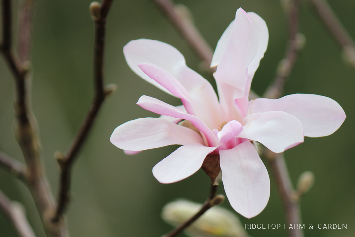 Ridgetop Farm and Garden | Bloom Day