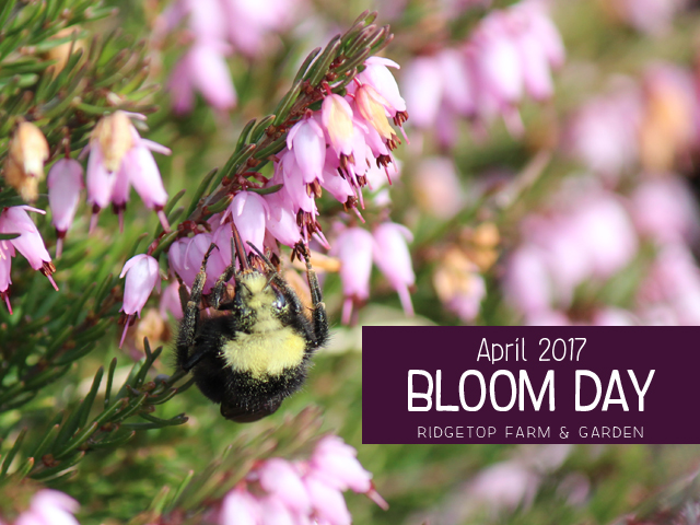 Ridgetop Farm and Garden | Bloom Day