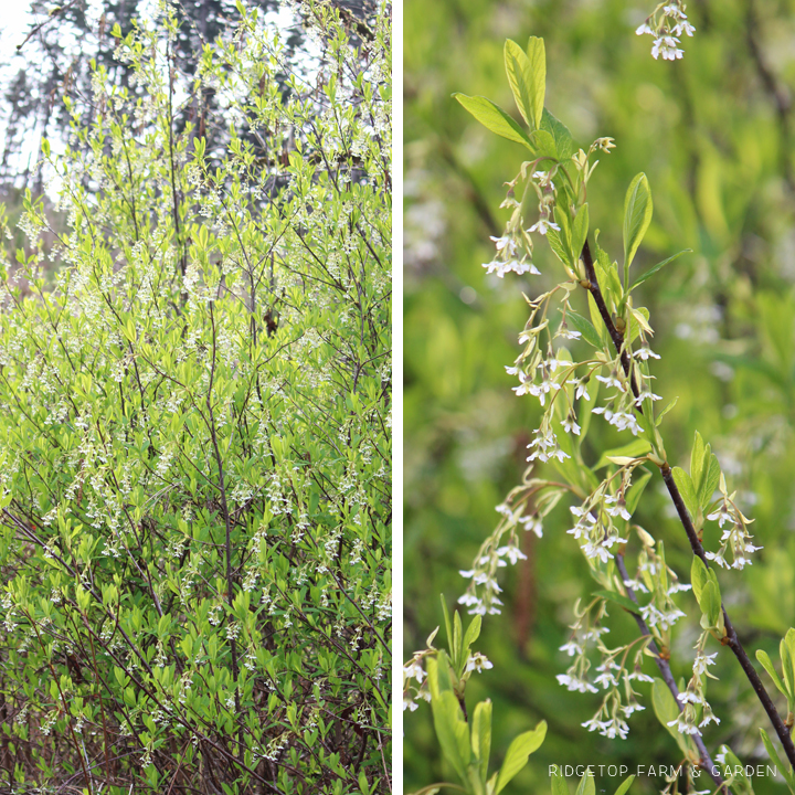 Ridgetop Farm and Garden | Pacific NW Plants | Indian Plum | Oso Berry
