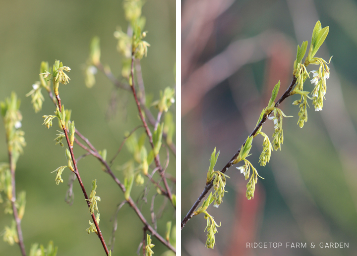 Ridgetop Farm and Garden | Pacific NW Plants | Indian Plum | Oso Berry