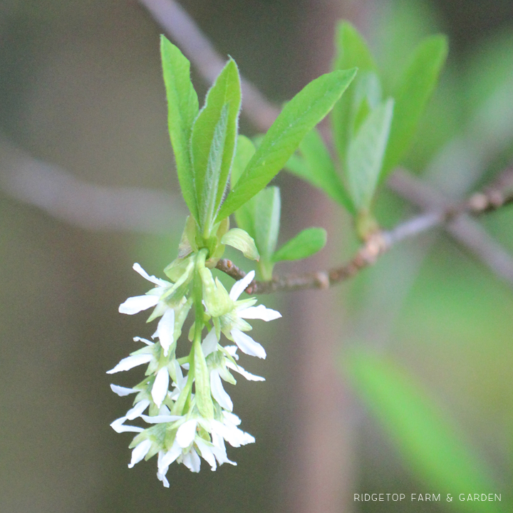 Ridgetop Farm and Garden | Pacific NW Plants | Indian Plum | Oso Berry