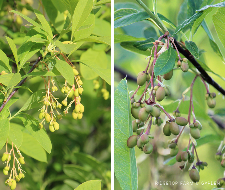 Ridgetop Farm and Garden | Pacific NW Plants | Indian Plum | Oso Berry