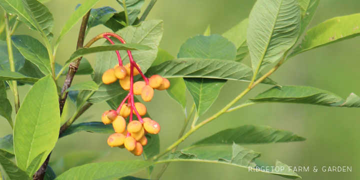 Ridgetop Farm and Garden | Pacific NW Plants | Indian Plum | Oso Berry