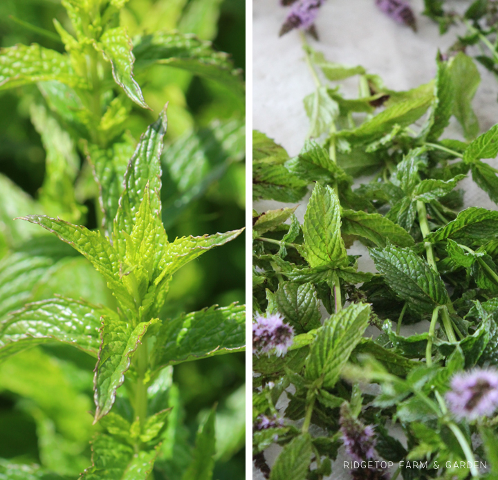 Ridgetop Farm and Garden | Recipe | Mint Simple Syrup