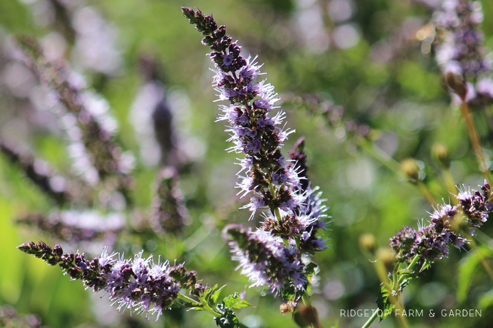 Ridgetop Farm and Garden | Recipe | Mint Simple Syrup