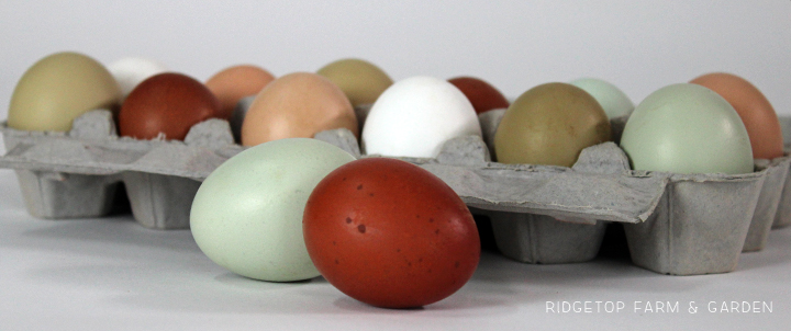 Ridgetop Farm and Garden | Recipe | Steam Eggs