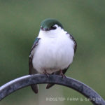 Birds ’round Here: Violet-Green Swallow