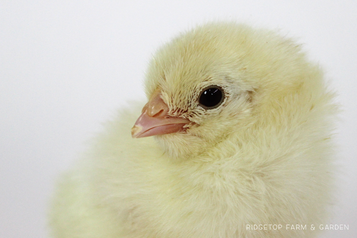 Ridgetop Farm and Garden | Chicken Breed | White Leghorn