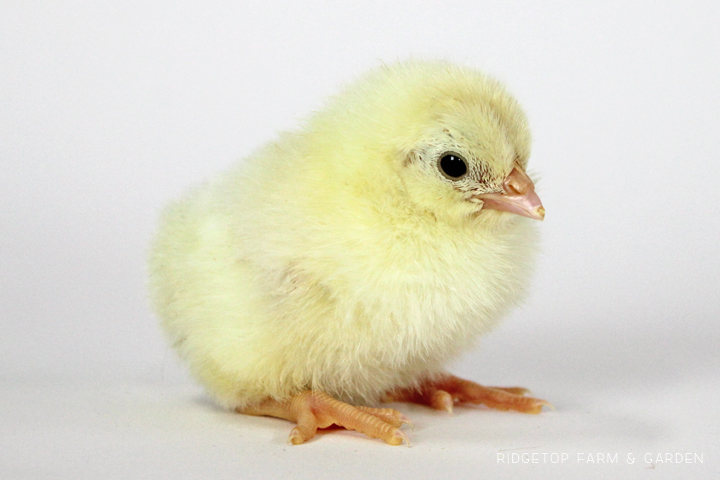 Ridgetop Farm and Garden | Chicken Breed | White Leghorn