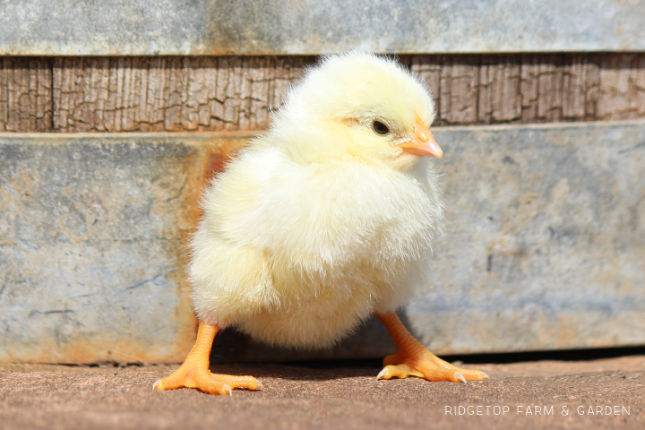 Rigetop Farm and Garden | 2017 Chick Hatching | Hatch 1