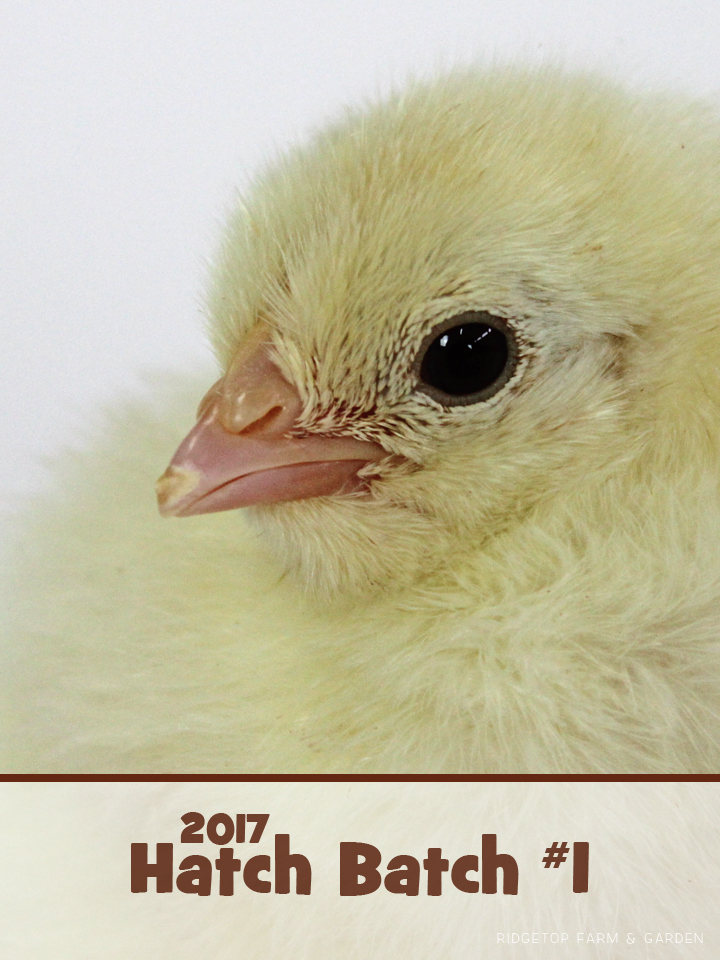 Rigetop Farm and Garden | 2017 Chick Hatching | Hatch 1