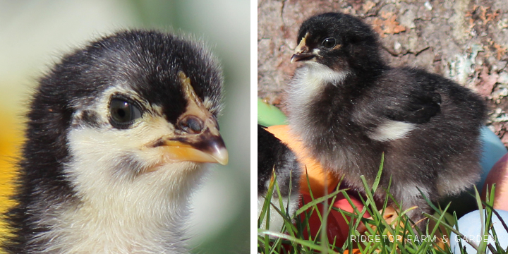 Ridgetop Farm and Garden | Our Flock | Chicken Breeds | Black Copper Marans