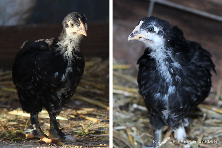 Ridgetop Farm and Garden | Our Flock | Chicken Breeds | Black Copper Marans