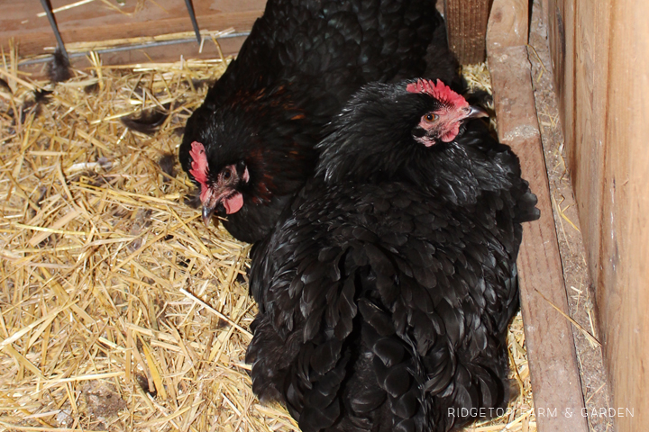 Ridgetop Farm and Garden | Our Flock | Chicken Breeds | Black Copper Marans