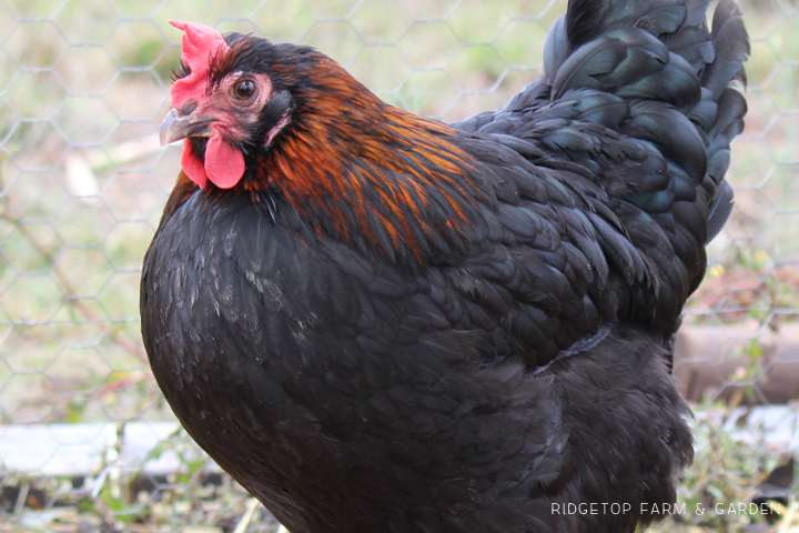 Ridgetop Farm and Garden | Our Flock | Chicken Breeds | Black Copper Marans