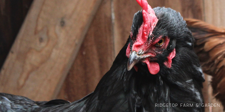 Ridgetop Farm and Garden | Our Flock | Chicken Breeds | Black Copper Marans