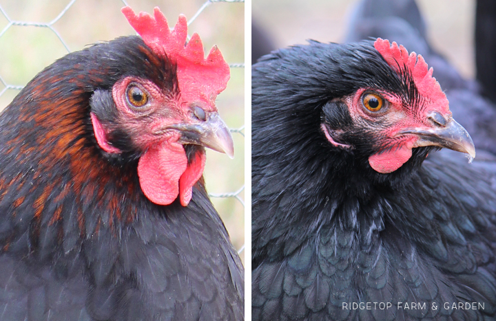 Ridgetop Farm and Garden | Our Flock | Chicken Breeds | Black Copper Marans