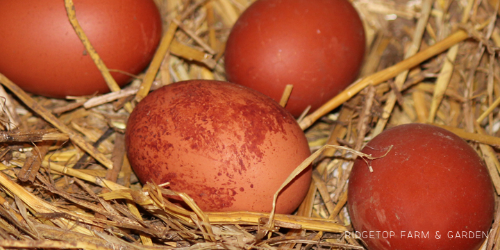 Ridgetop Farm and Garden | Our Flock | Chicken Breeds | Black Copper Marans