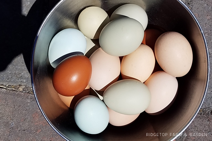 Ridgetop Farm and Garden | Our Flock | Chicken Breeds | Black Copper Marans