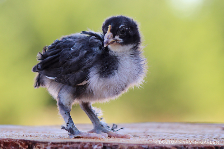 Ridgetop Farm and Garden | Our Flock | Chicken Breeds | Black Copper Marans