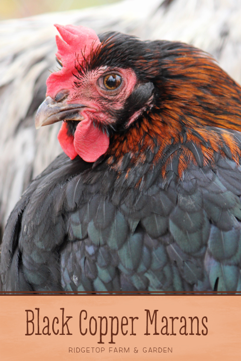 Ridgetop Farm and Garden | Our Flock | Chicken Breeds | Black Copper Marans