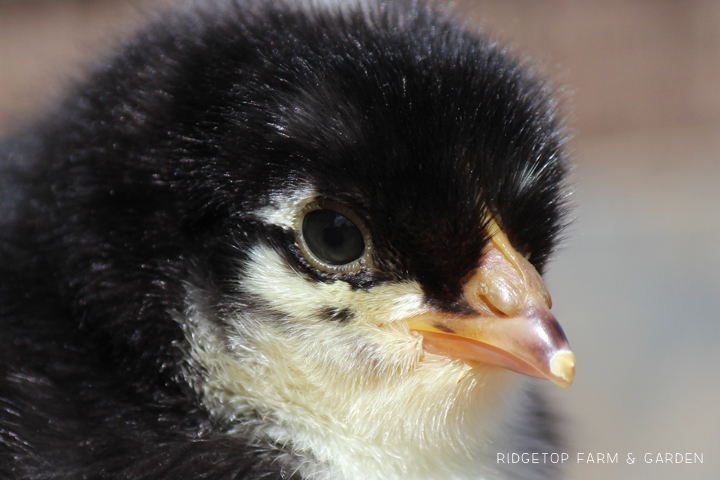 Ridgetop Farm and Garden | Hatching Chicks | Egg Tooth