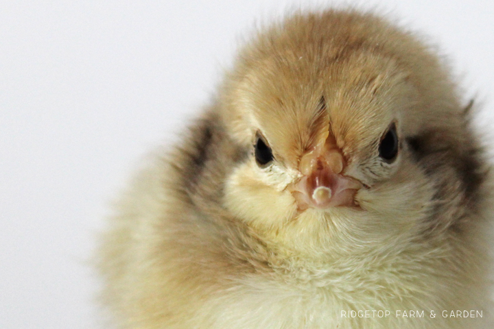 Ridgetop Farm and Garden | Hatching Chicks | Egg Tooth