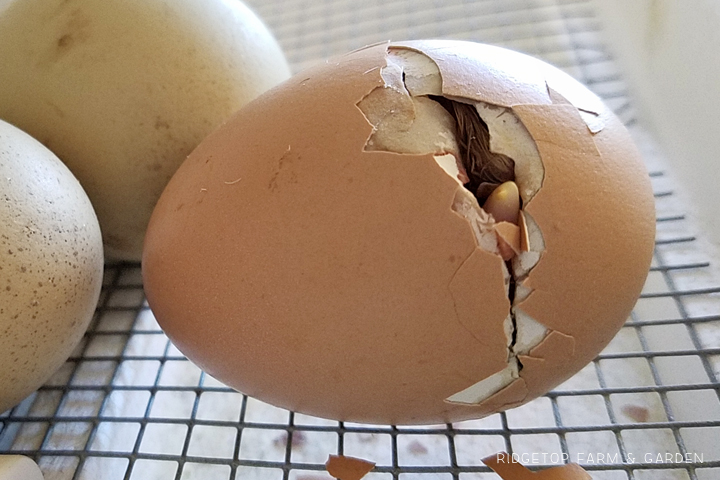 Ridgetop Farm and Garden | Hatching Chicks | Egg Tooth