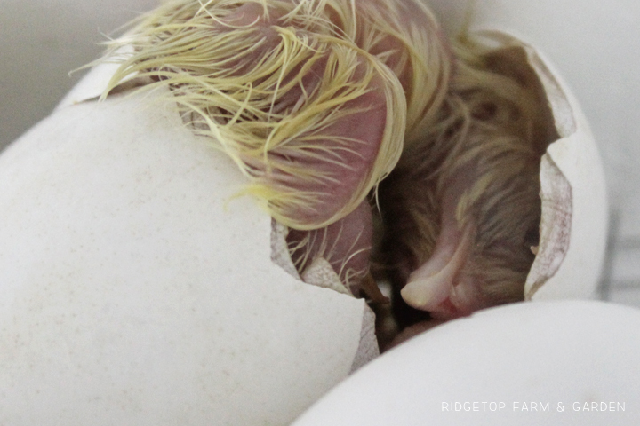 Ridgetop Farm and Garden | Hatching Chicks | Egg Tooth