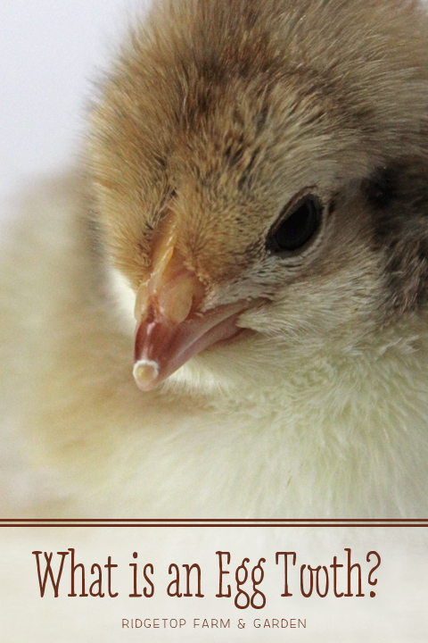 Ridgetop Farm and Garden | Hatching Chicks | Egg Tooth