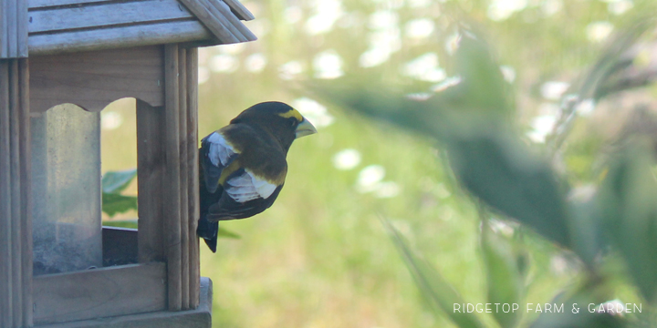 Ridgetop Farm and Garden | Evening Grosbeak