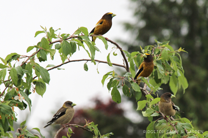 Ridgetop Farm and Garden | Evening Grosbeak