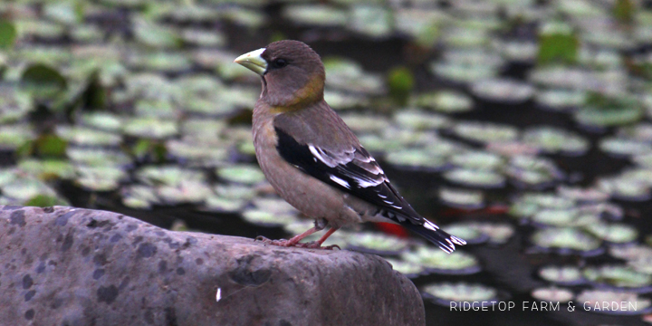 Ridgetop Farm and Garden | Evening Grosbeak | Female