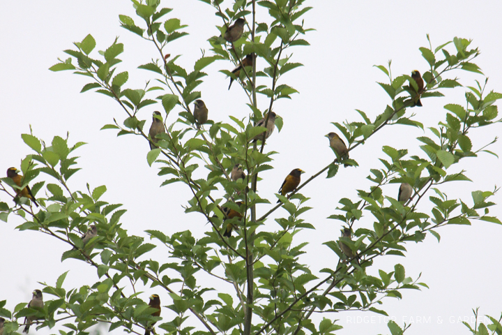 Ridgetop Farm and Garden | Evening Grosbeak