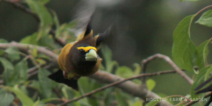 Ridgetop Farm and Garden | Evening Grosbeak