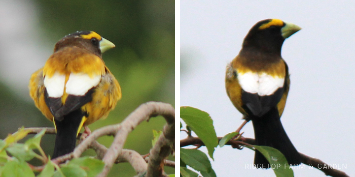 Ridgetop Farm and Garden | Evening Grosbeak | Male