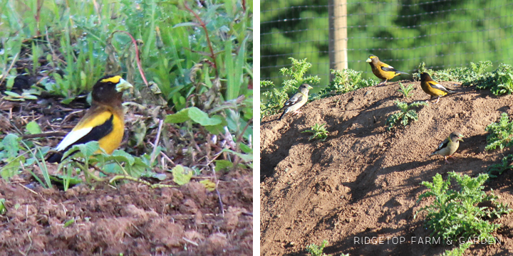 Ridgetop Farm and Garden | Evening Grosbeak