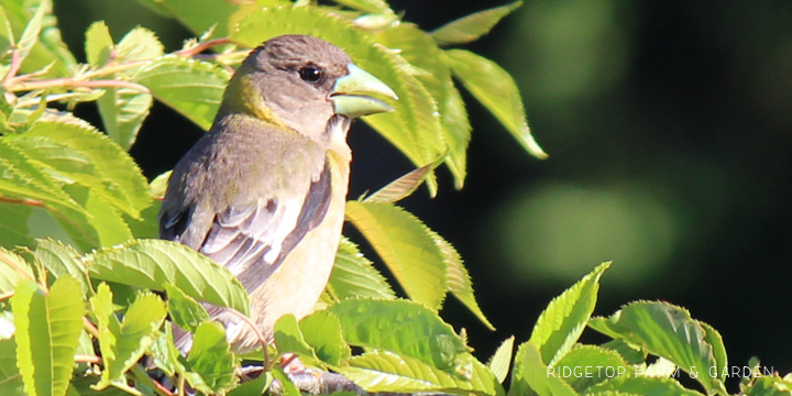 Ridgetop Farm and Garden | Evening Grosbeak | Female