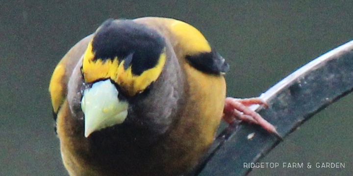 Ridgetop Farm and Garden | Evening Grosbeak | Male