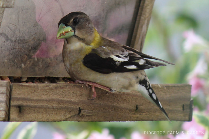 Ridgetop Farm and Garden | Evening Grosbeak | Female