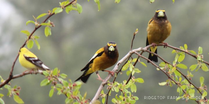 Ridgetop Farm and Garden | Evening Grosbeak