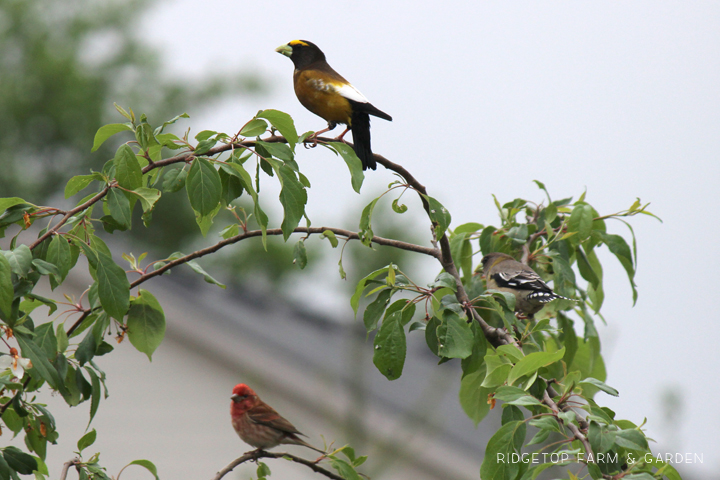 Ridgetop Farm and Garden | Evening Grosbeak