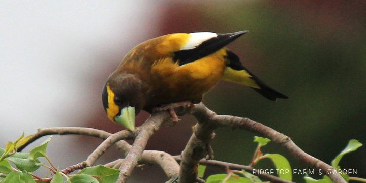 Ridgetop Farm and Garden | Evening Grosbeak | Male