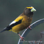 Birds ’round Here: Evening Grosbeak