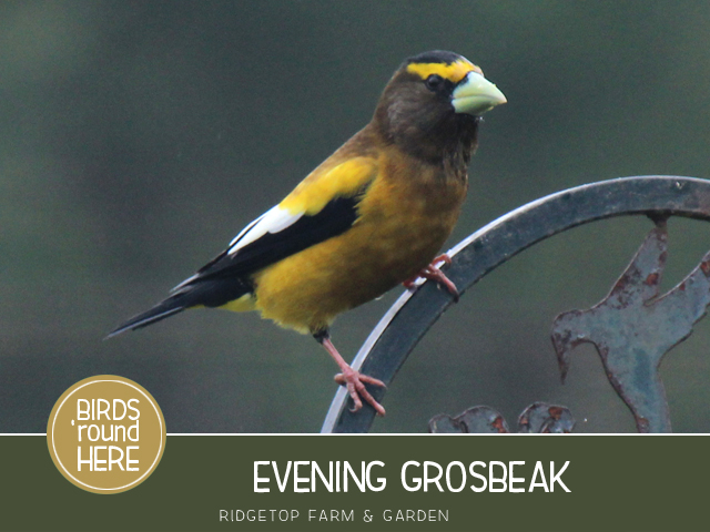 Ridgetop Farm and Garden | Evening Grosbeak
